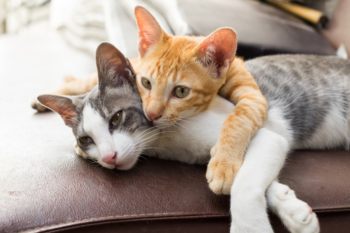 12 Sounds Cats Make and What They Mean